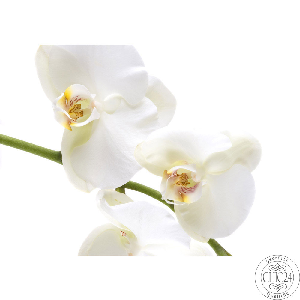 Vlies Fototapete no. 201 | Berge Tapete Orchidee Blumen Blumenranke Wei Natur Pflanzen Abstrakt grau