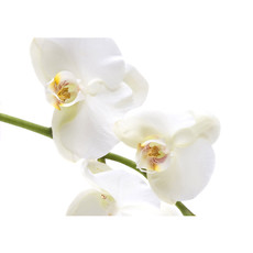 Vlies Fototapete no. 201 | Berge Tapete Orchidee Blumen Blumenranke Wei Natur Pflanzen Abstrakt grau
