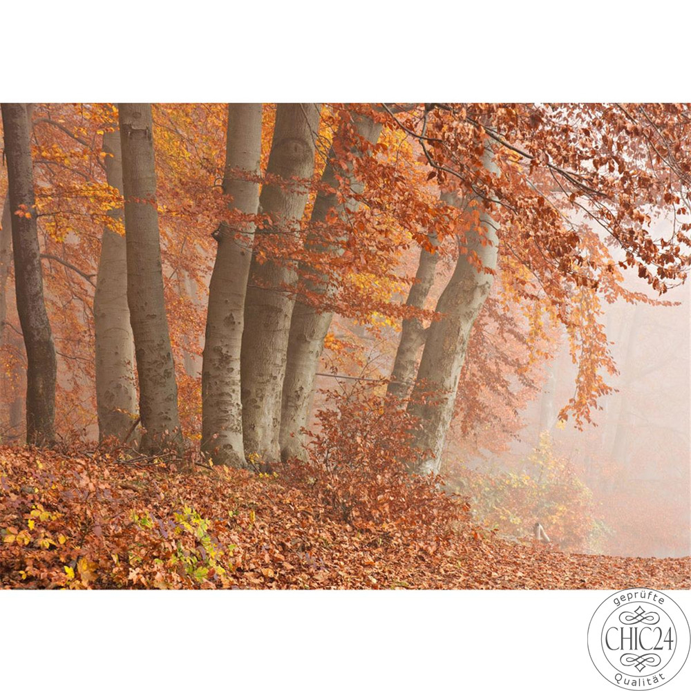Fototapete Wald Bume Natur Baum Herbst Nebel no. 255