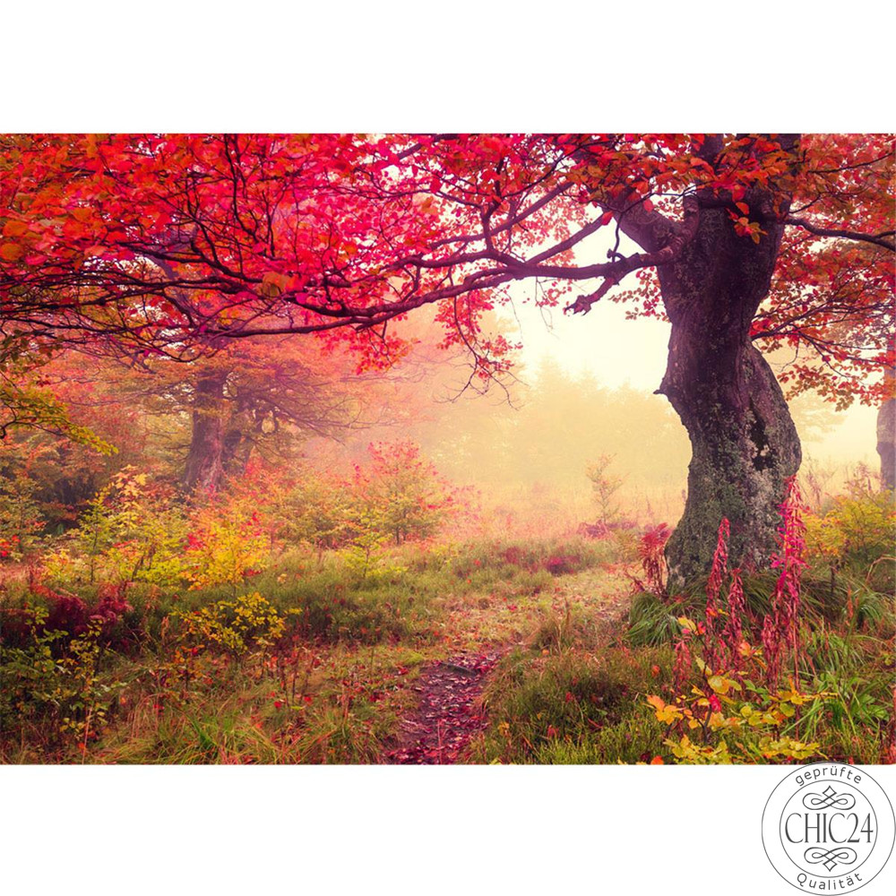 Vlies Fototapete no. 258 | Wald Tapete Wald Bume Herbst Natur Sonne beige
