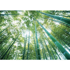 Vlies Fototapete no. 410 | Wald Tapete Wald Bume Himmel Bambus Natur grn grn