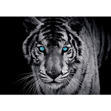 Fototapete Tiger Gesicht Auge blau schwarz-weiߠ no. 426