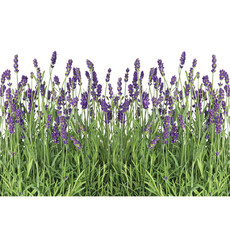 Fototapete Lavendel Pflanze Wiese Blten no. 612
