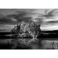 Vlies Fototapete no. 614 | Tiere Tapete Jaguar Sonnenuntergang Himmel Wasser schwarz - wei