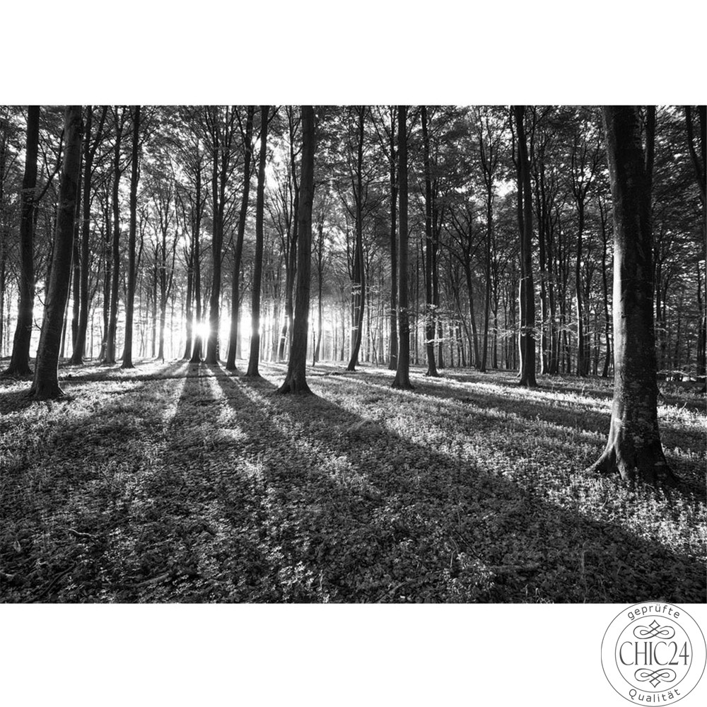 Vlies Fototapete no. 642 | Wald Tapete Sonnenuntergang Wald Bume Wiese grau