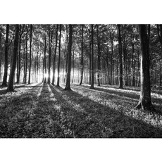 Vlies Fototapete no. 642 | Wald Tapete Sonnenuntergang Wald Bume Wiese grau