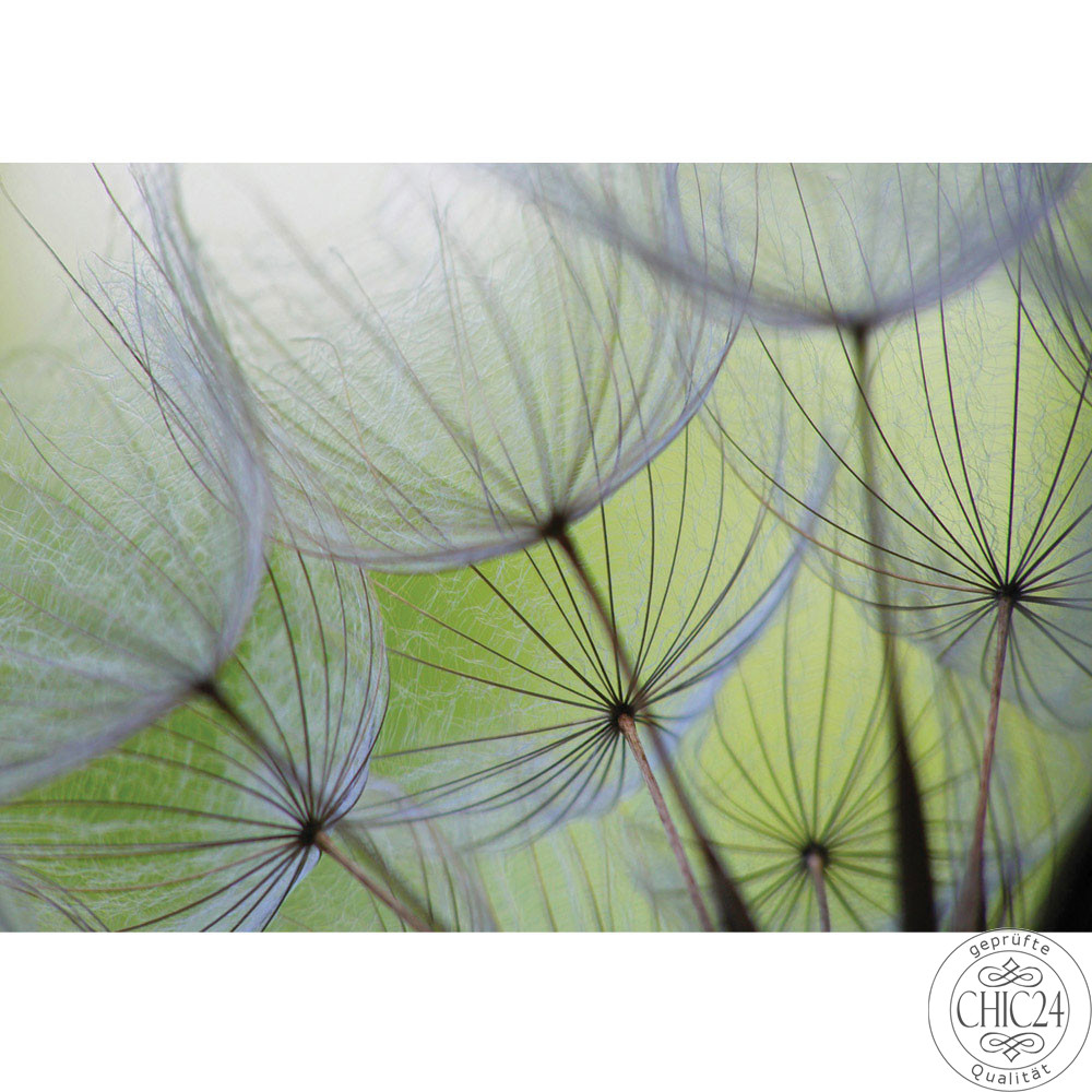 Vlies Fototapete no. 829 | Blumen Tapete Pusteblume Blte Blume Geflecht Netz Streifen grn