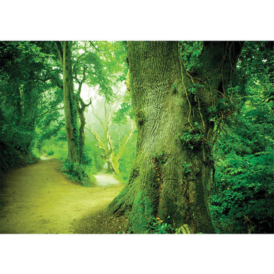 Vlies Fototapete no. 865 | Wald Tapete Baum Weg Bl�tter...