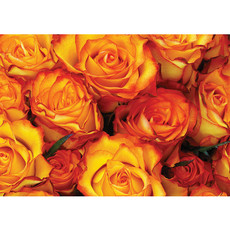 Vlies Fototapete no. 984 | Blumen Tapete Rose Blumen Blte Liebe Rosen orange