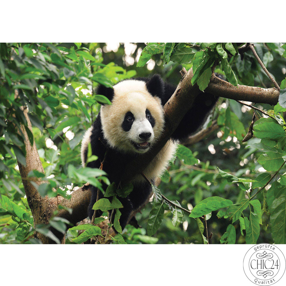 Vlies Fototapete no. 986 | Tiere Tapete Tier Panda Br Baum Fell Kinderzimmer Zoo Dschungel grn