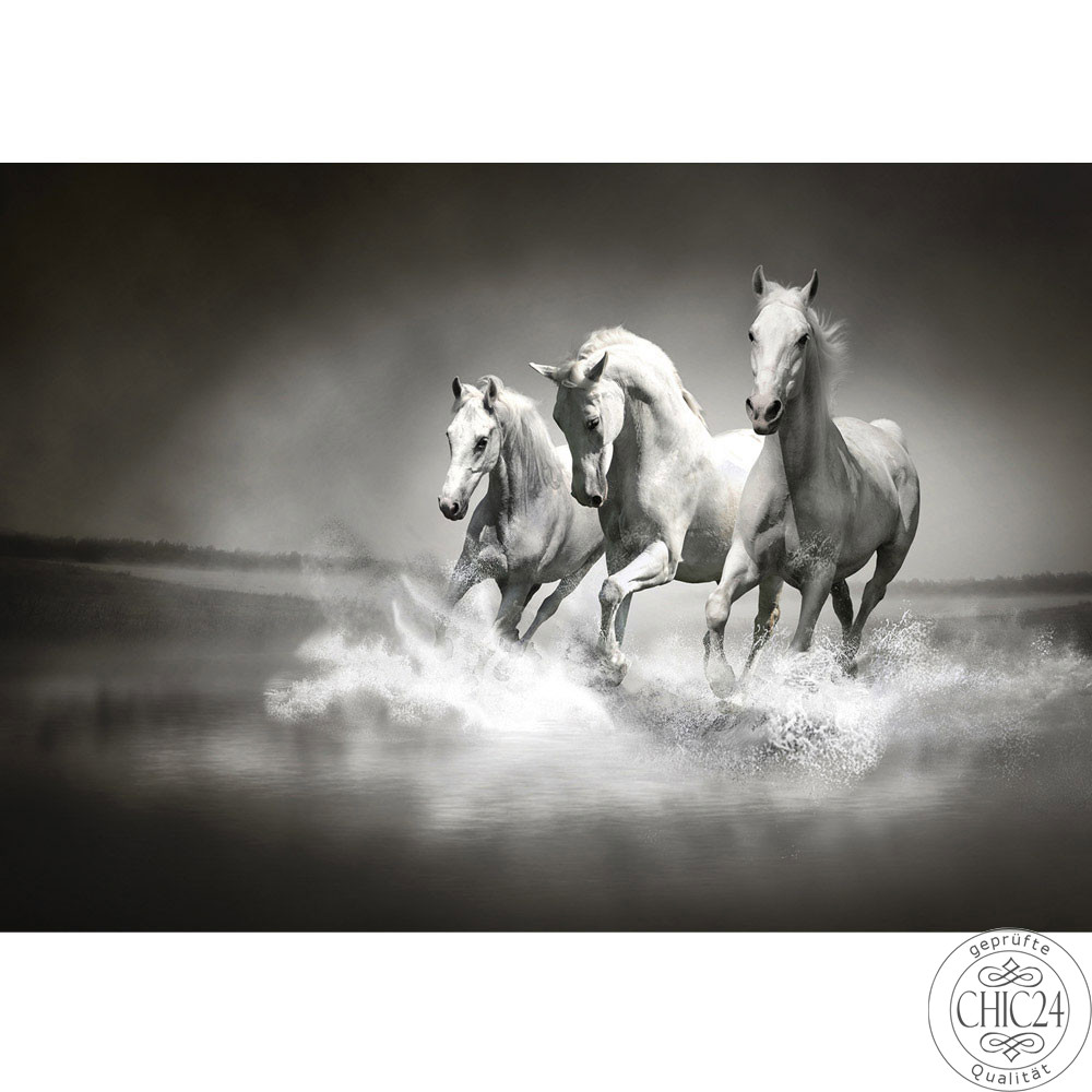 Vlies Fototapete no. 1015 | Tiere Tapete Pferd Wasser Schimmel Rennpferd schwarz - wei