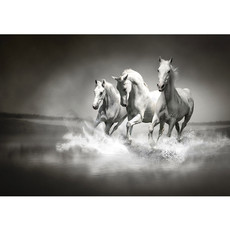 Vlies Fototapete no. 1015 | Tiere Tapete Pferd Wasser Schimmel Rennpferd schwarz - weiß