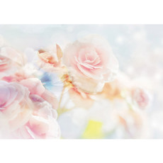 Vlies Fototapete no. 2132 | Blumen Tapete Blten Bltter Rose wei