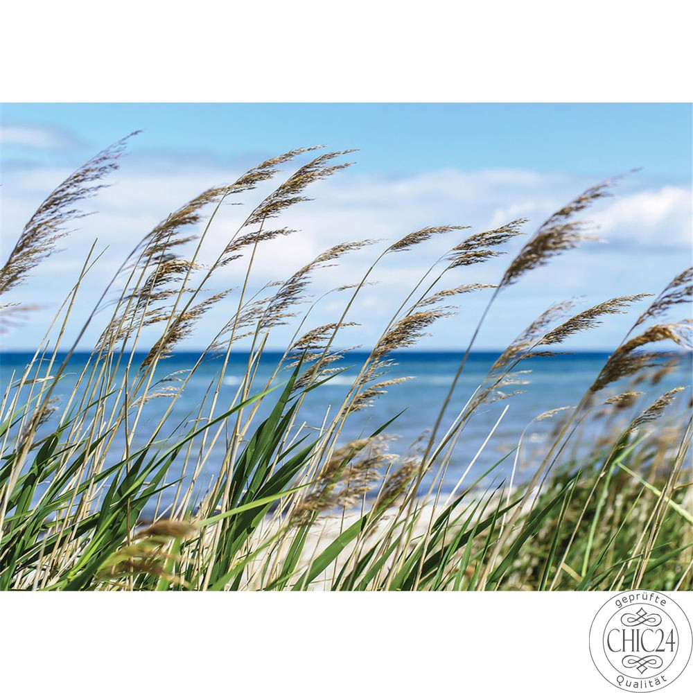 Vlies Fototapete no. 2201 | Landschaft Tapete Meer Strand Schilf Pflanzen Himmel blau