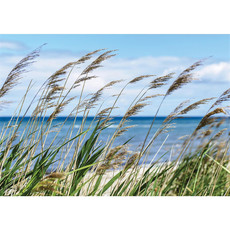 Vlies Fototapete no. 2201 | Landschaft Tapete Meer Strand Schilf Pflanzen Himmel blau