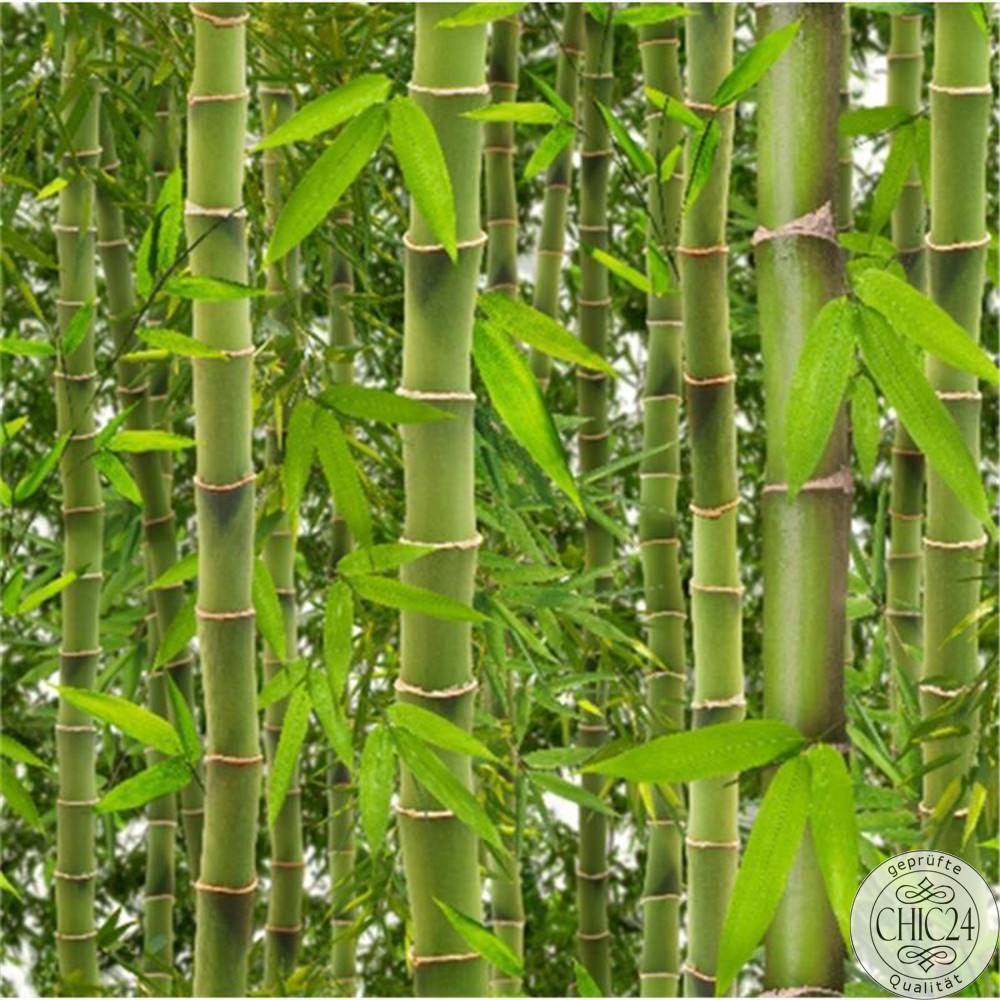 Dekortapeten - Bambus-Tapete