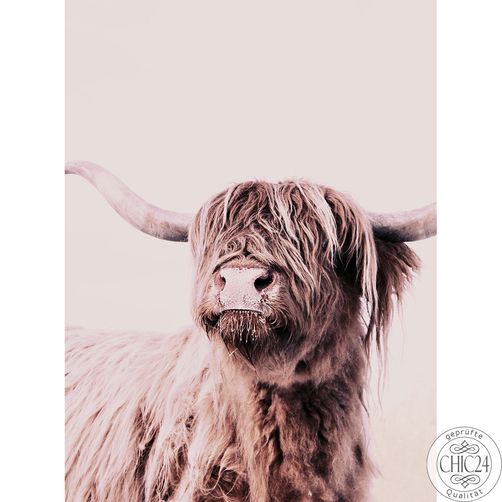 Highland Cattle 1 Art.Nr. 119821